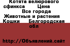 Котята велюрового сфинкса. .. › Цена ­ 15 000 - Все города Животные и растения » Кошки   . Белгородская обл.